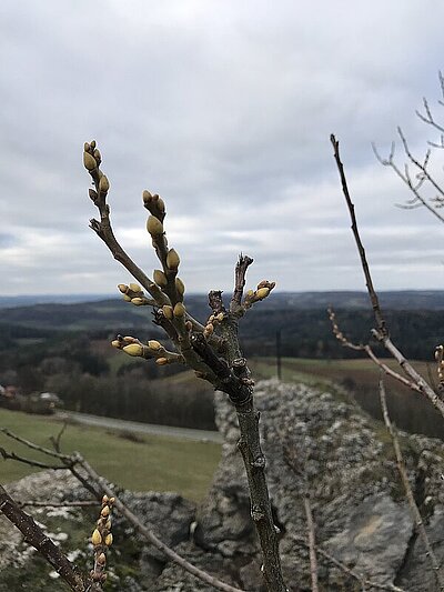 Weite Landschaft, im Vordergrund ein Ast